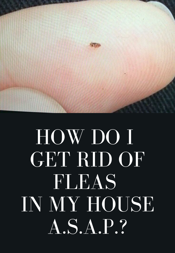 18 how to get rid of fleas in house ideas