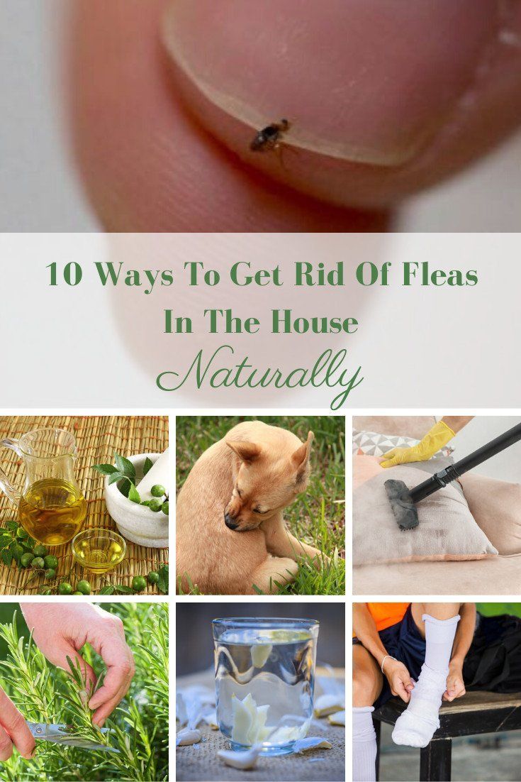 10 Ways To Get Rid Of Fleas In The House Naturally -   18 how to get rid of fleas in house ideas