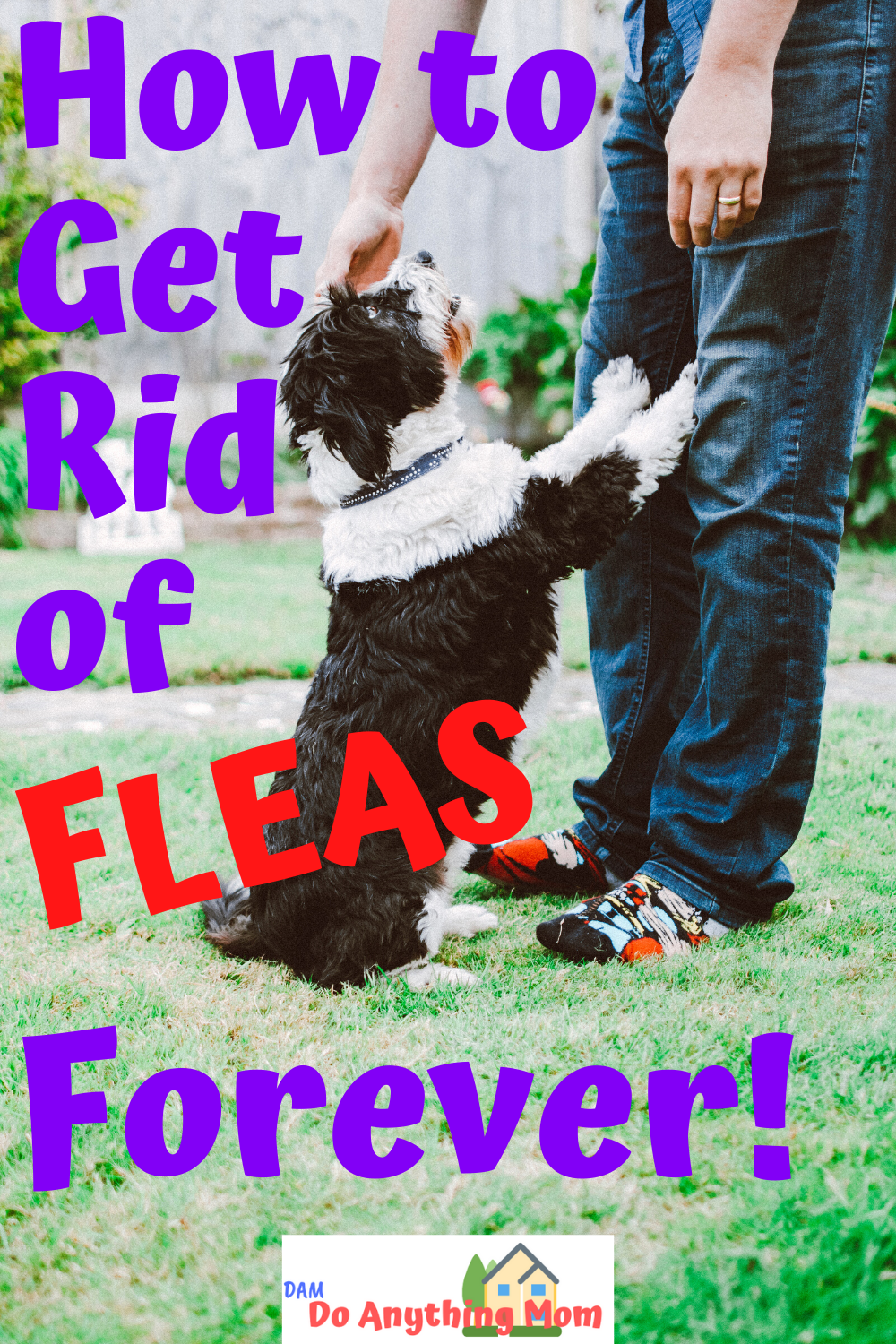 How to Get Rid of Fleas Forever! -   18 how to get rid of fleas in house ideas