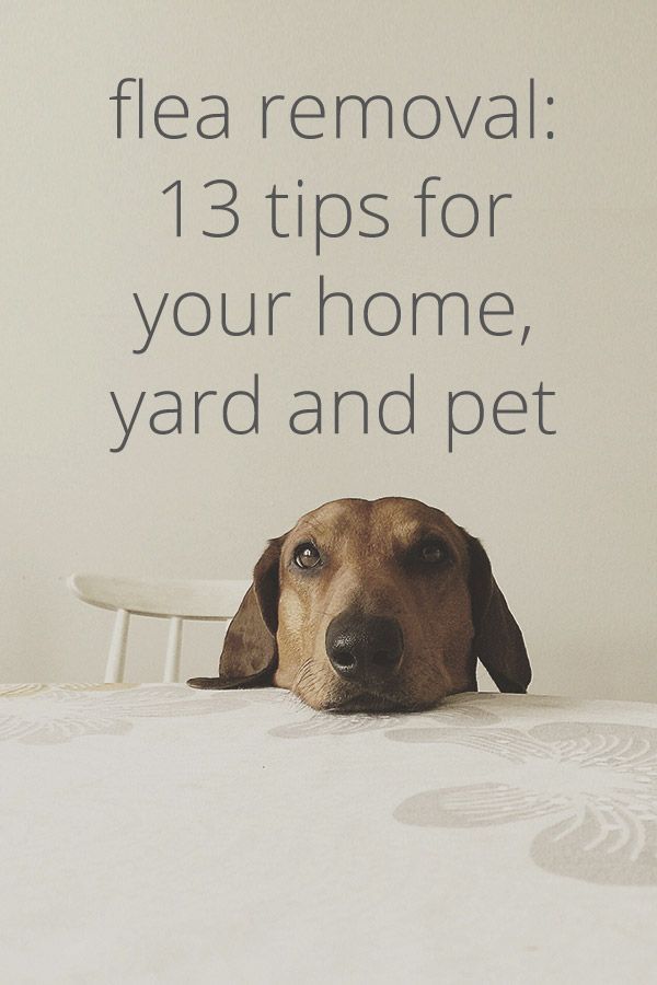 How to Get Rid of Fleas in Your House, in Your Yard, and More -   18 how to get rid of fleas in house ideas