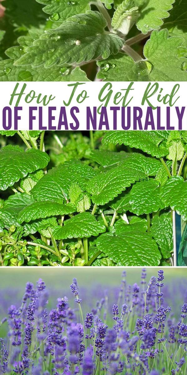 How To Get Rid Of Fleas Naturally | SHTFPreparedness -   18 how to get rid of fleas in house ideas