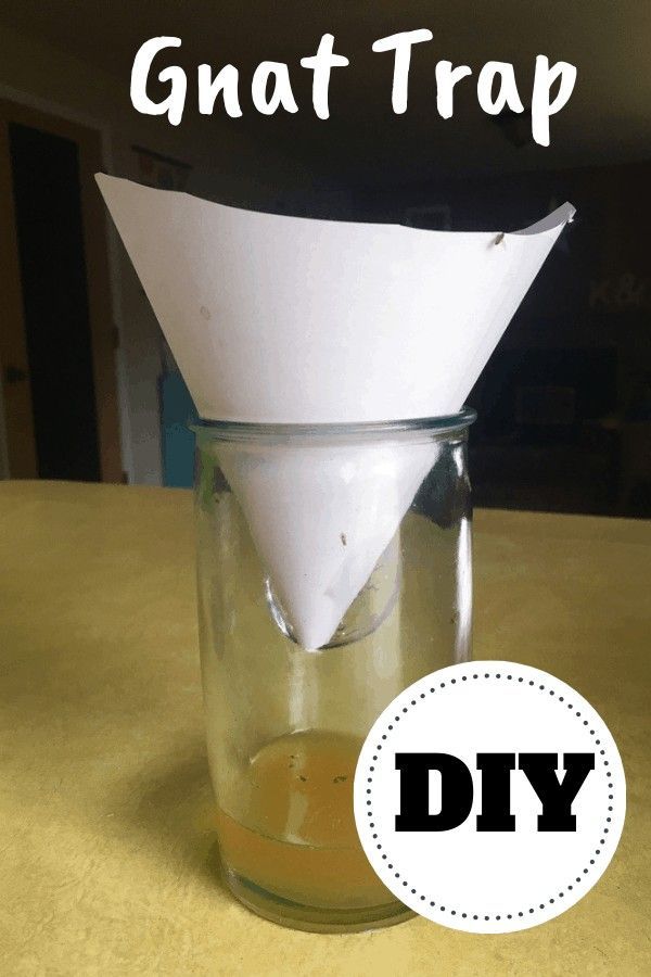 How to Get Rid of Gnats in the House with a Homemade Gnat Trap -   18 how to get rid of gnats in the house ideas