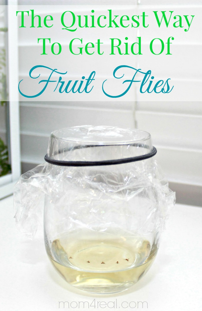 How To Get Rid of Fruit Flies or Gnats ~ Tip of the Day - Mom 4 Real -   18 how to get rid of gnats in the house ideas