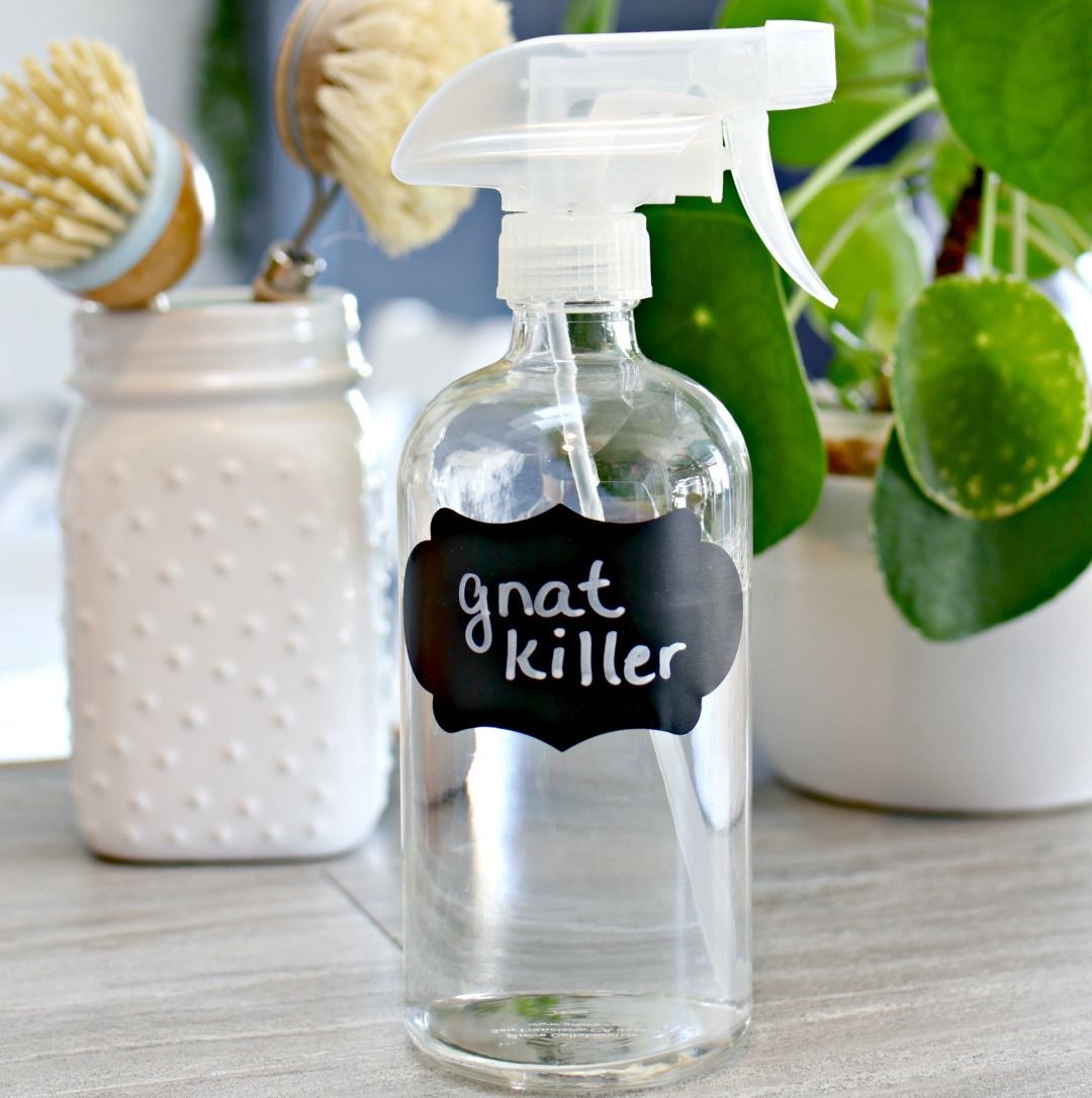 3 Ingredient Homemade Gnat Killer - Mom 4 Real -   18 how to get rid of gnats in the house ideas