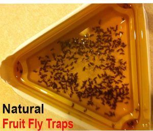 How to Get Rid of Gnats in The House? -   18 how to get rid of gnats in the house ideas