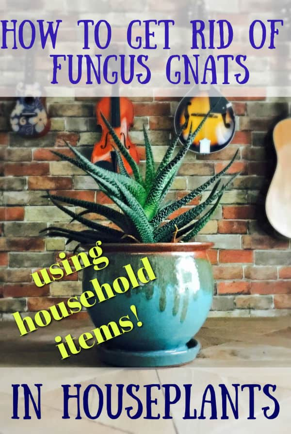 How to Get Rid of Fungus Gnats in your Houseplants - Crafty Little Gnome -   18 how to get rid of gnats in the house ideas