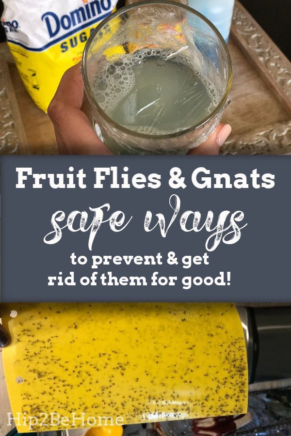 Safe Ways to Prevent and Get Rid of Fruit Flies & Gnats in Your House -   18 how to get rid of gnats in the house ideas