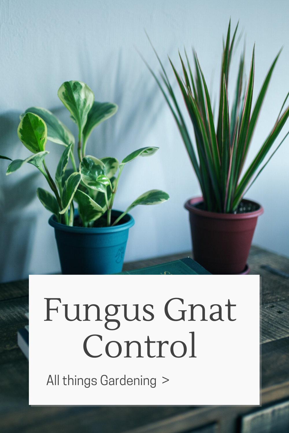Get Rid of Gnats in House Plants -   18 how to get rid of gnats in the house ideas