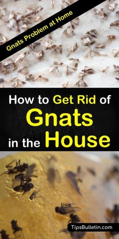 2 Fast & Easy Ways to Get Rid of Gnats in the House -   18 how to get rid of gnats in the house ideas