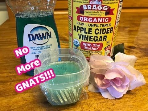 How to Use Home Remedies to Get Rid of Gnats -   18 how to get rid of gnats in the house ideas