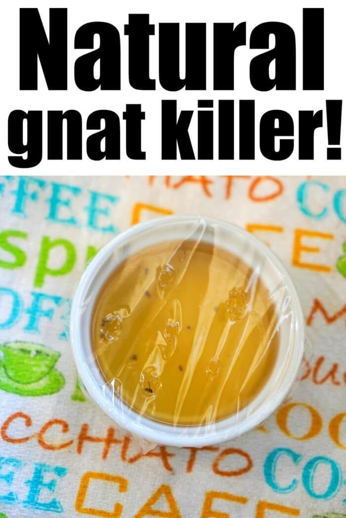 How to Get Rid of Gnats with 2 Household Items! -   18 how to get rid of gnats in the house ideas