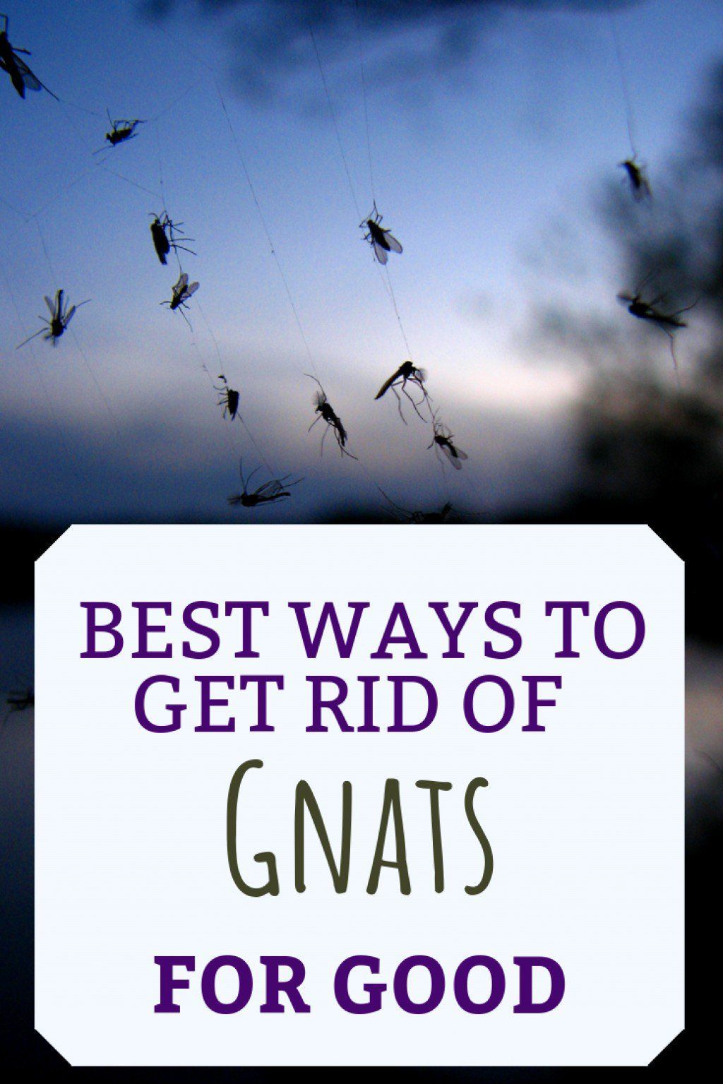 What Causes Gnats and How to Get Rid of Them -   18 how to get rid of gnats in the house ideas