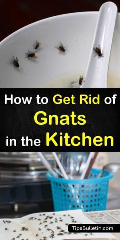 3 Great Ways to Get Rid of Gnats in the Kitchen -   18 how to get rid of gnats in the house ideas