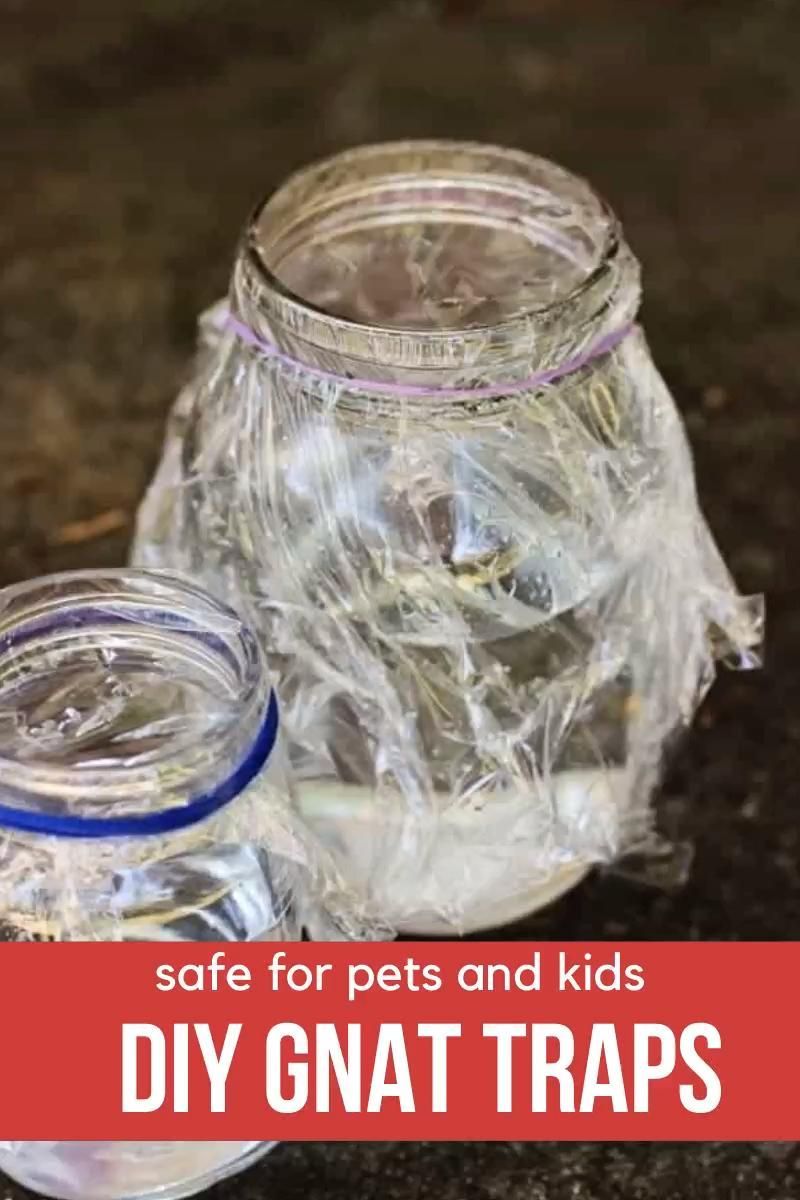 DIY Gnat Traps -   18 how to get rid of gnats in the house ideas