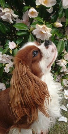30 Best Dog Names For Cute Cavalier King Charles Spaniels [PICTURES] - DogTime -   beauty Animals dogs