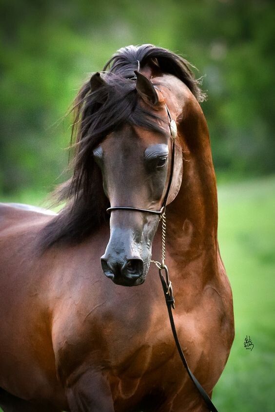Уж таков ее обычай: красота всегда права. -   beauty Pictures of horses