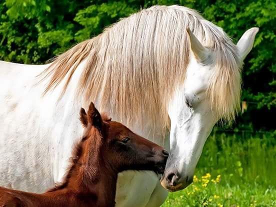 Saquito on Twitter -   beauty Pictures of horses