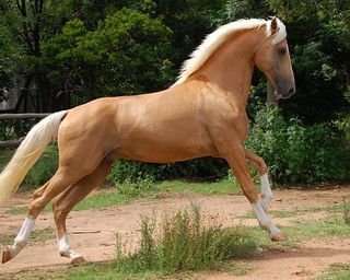 Napoleon - Palomino part Saddlebred Stallion -   beauty Pictures of horses