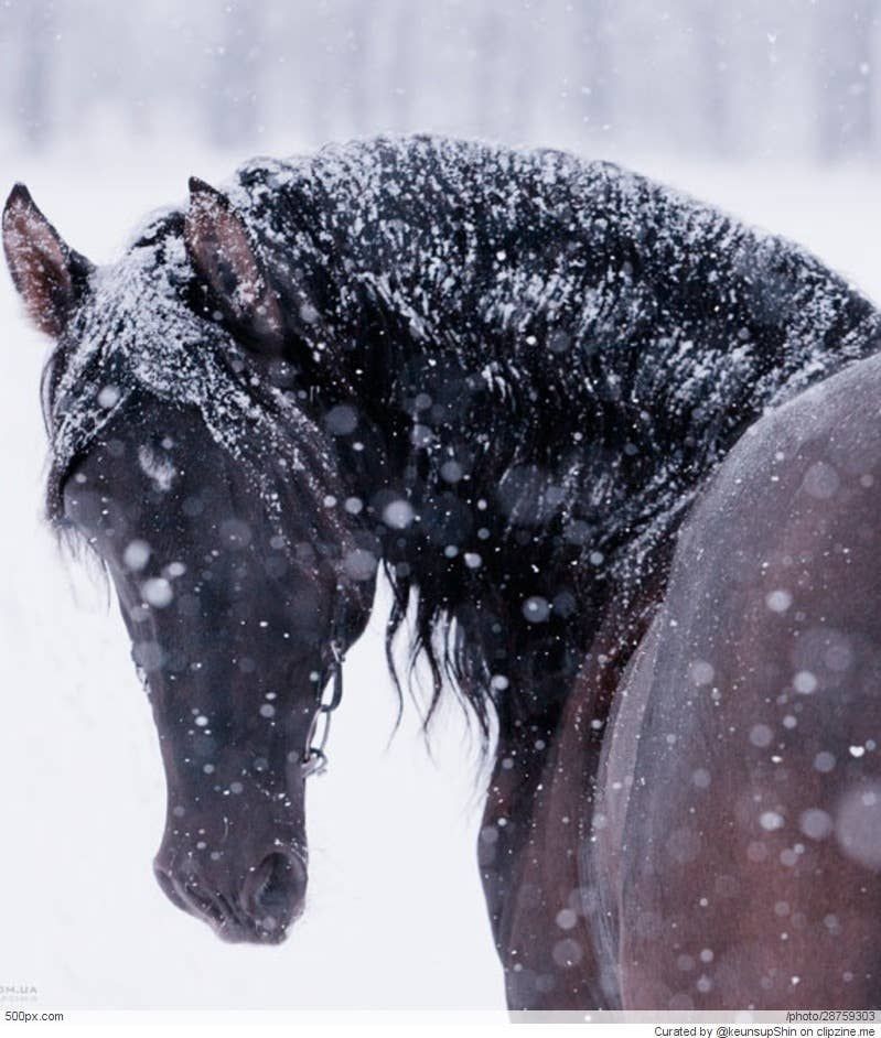 10 Gorgeous Pictures Of Horses -   beauty Pictures of horses
