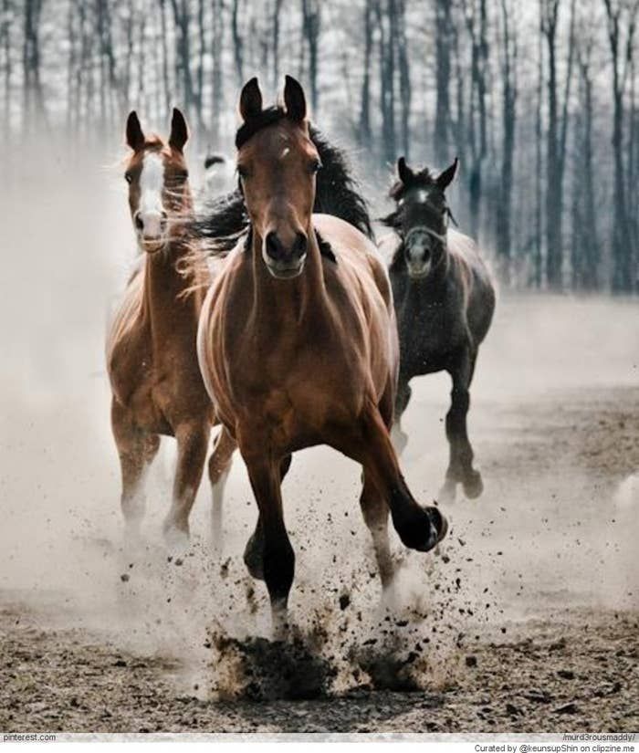 10 Gorgeous Pictures Of Horses -   beauty Pictures of horses