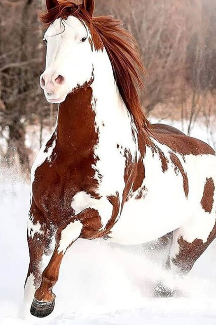 A Lovely Horse Is Always An Experience -   beauty Pictures of horses