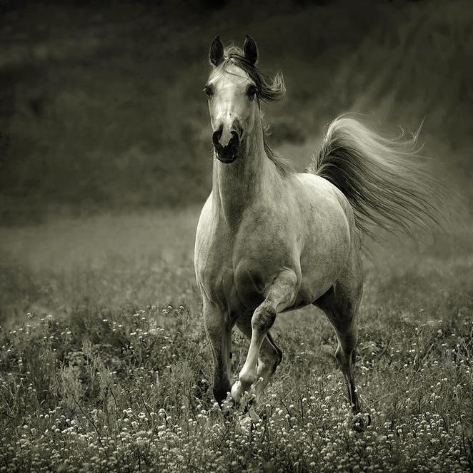 Amazing pictures of horses taken by Wojtek Kwiatkowski -   beauty Pictures of horses