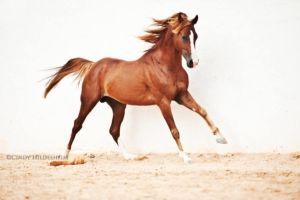 Zarrouk -   beauty Pictures of horses