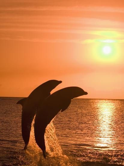 Bottlenose Dolphins, Caribbean Sea -   beauty Pictures sea
