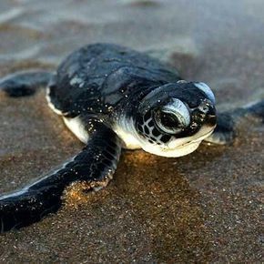 20 Of the Beautiful and Cute | Baby Sea Turtle | Pictures | that Will Make You Love... -   beauty Pictures sea