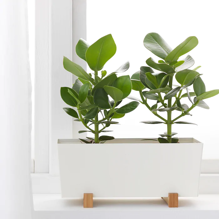 IKEA - BITTERGURKA Plant pot, white -   19 diy Interieur plants ideas