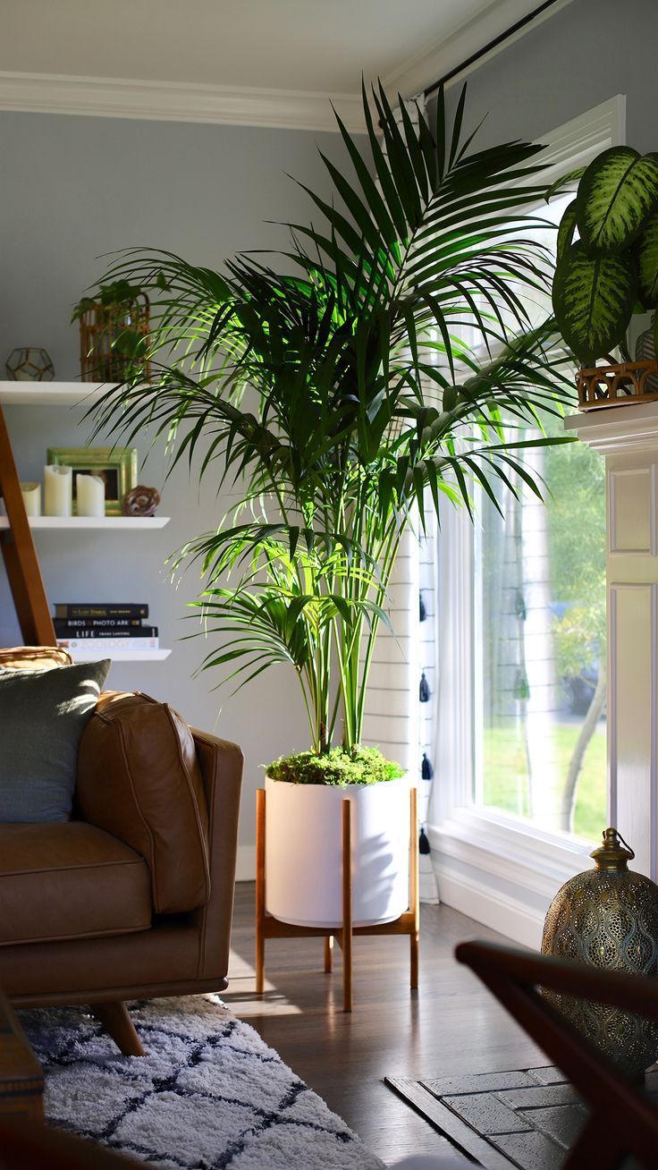 Spring Style With The Kentia Palm -   19 diy Interieur plants ideas