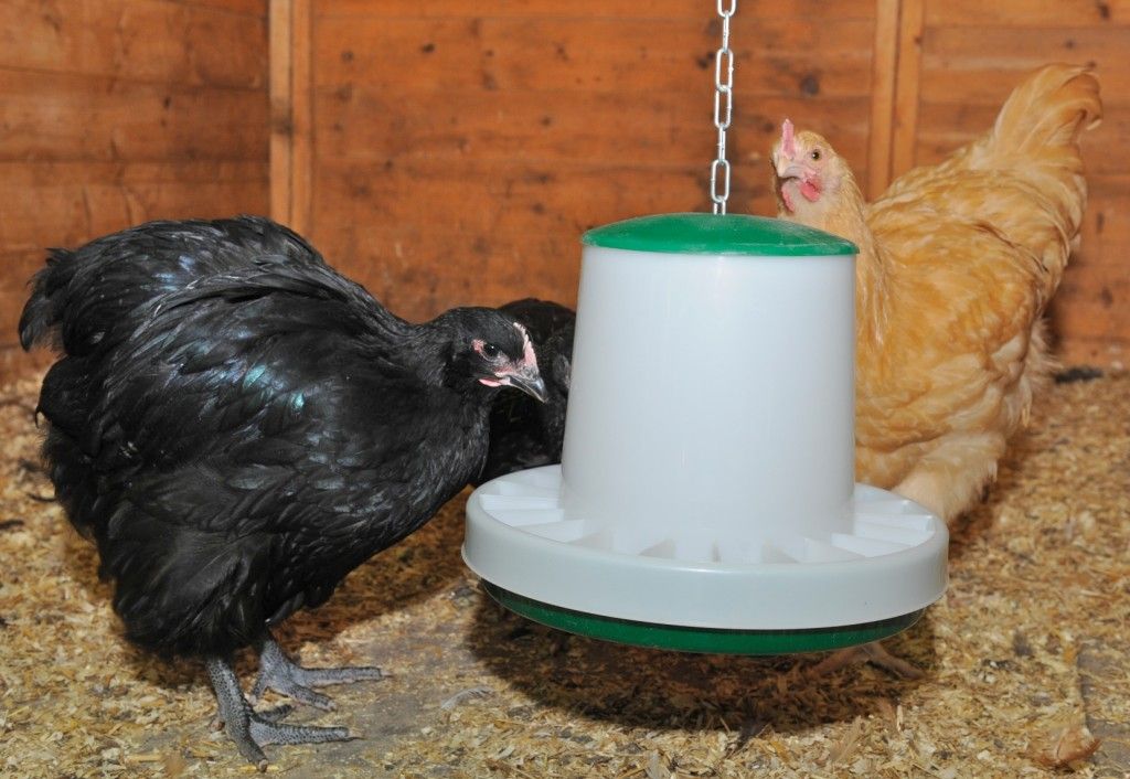 outdoor chicken feeder